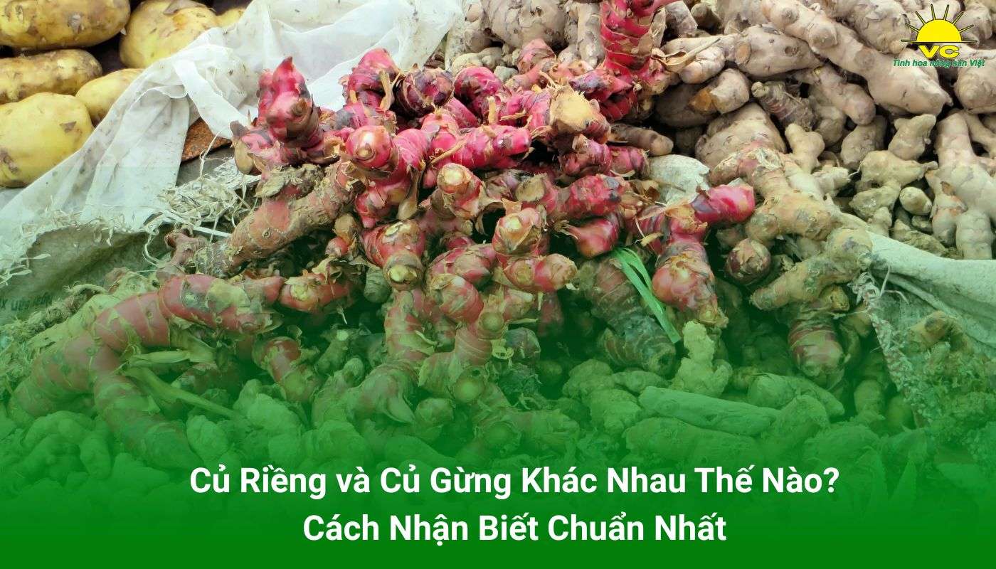 củ riềng và củ gừng