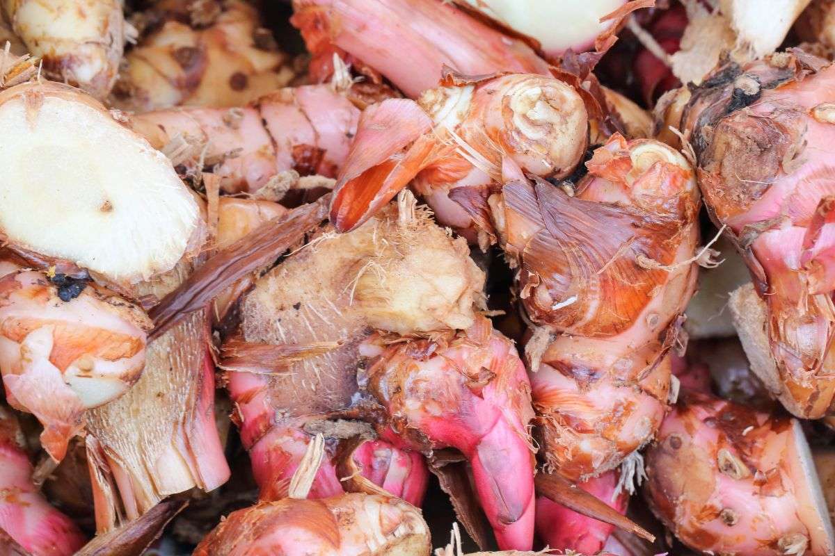 Củ Riềng và Củ Gừng Khác Nhau Thế Nào? Cách Nhận Biết Chuẩn Nhất