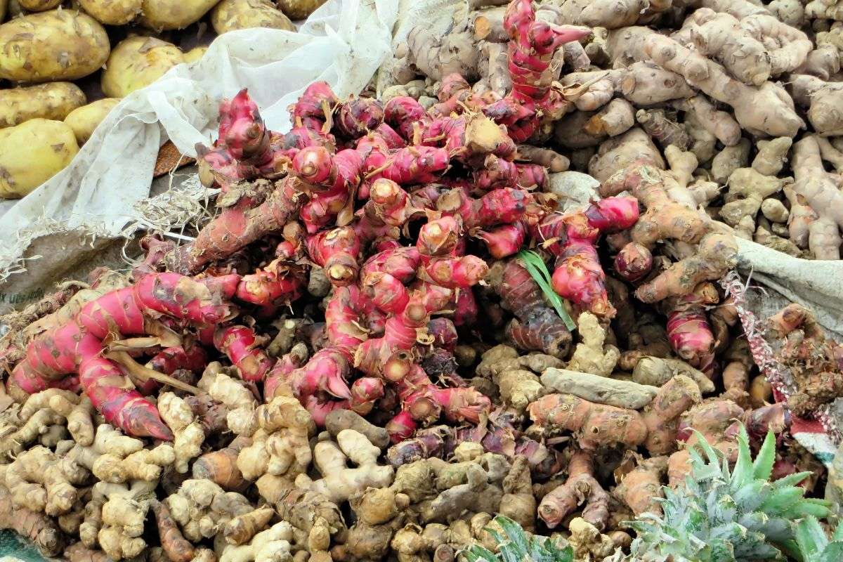 Củ Riềng và Củ Gừng Khác Nhau Thế Nào? Cách Nhận Biết Chuẩn Nhất