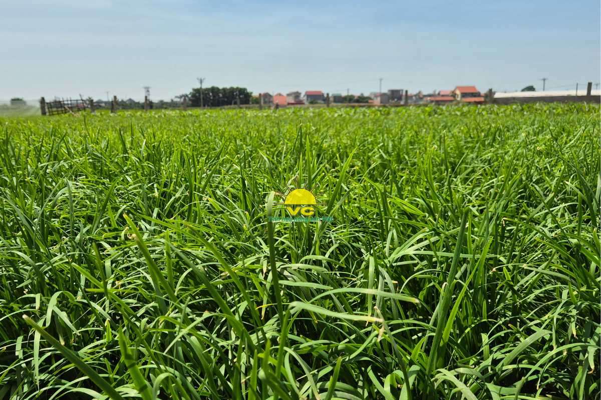 Giới thiệu về Công ty TNHH Một Thành Viên Vũ Công – Tinh hoa nông sản Việt