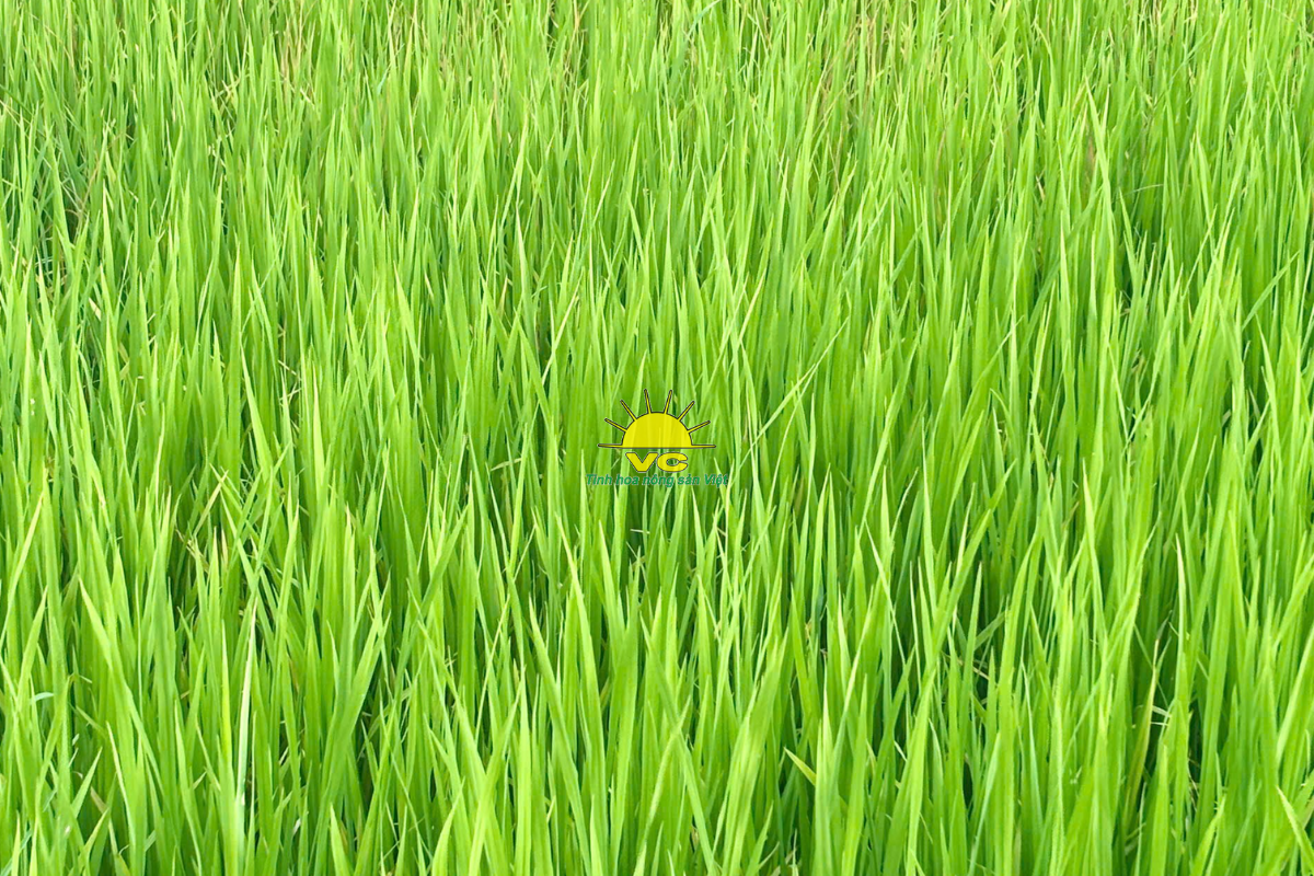 Nông sản Vũ Công khác biệt thế nào so với các sản phẩm trên thị trường