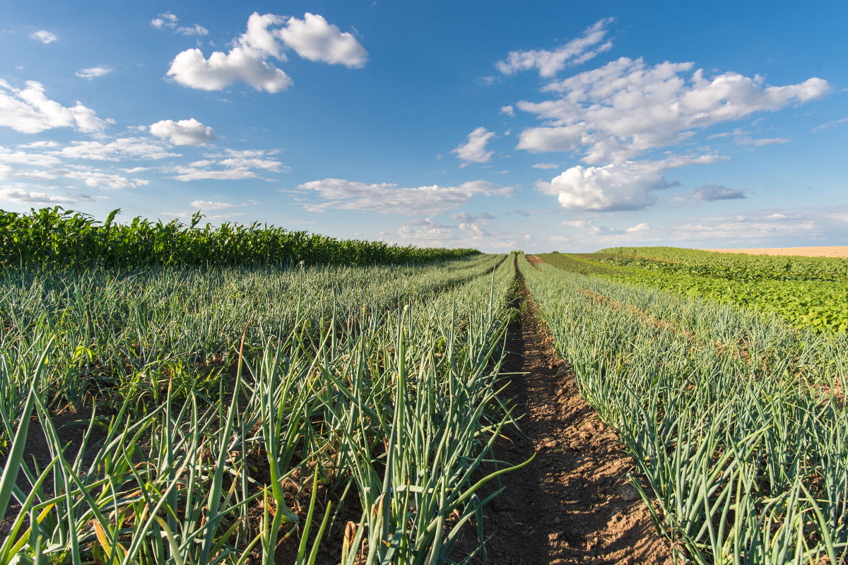 Hành lá sấy khô Vũ Công – Gia vị tiện lợi, giữ trọn hương vị Việt trong từng món ăn