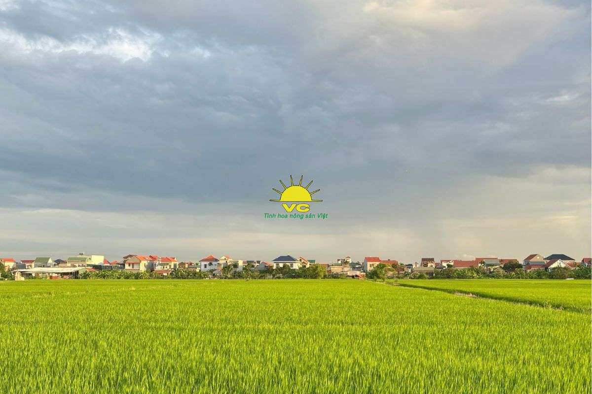 Giới thiệu về Công ty TNHH Một Thành Viên Vũ Công – Tinh hoa nông sản Việt