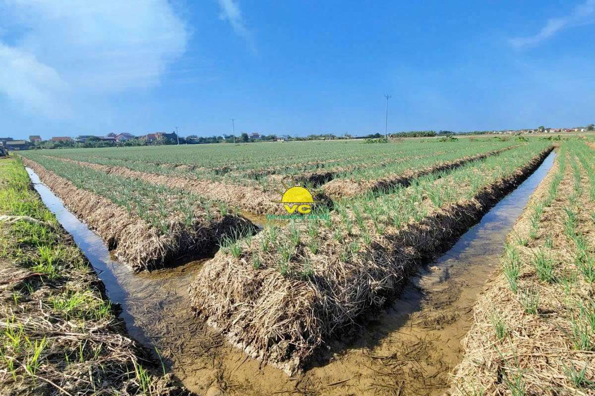Cơ hội nào cho doanh nghiệp Việt khẳng định vị thế của mình trên bản đồ quốc tế trong lĩnh vực nông sản sấy?