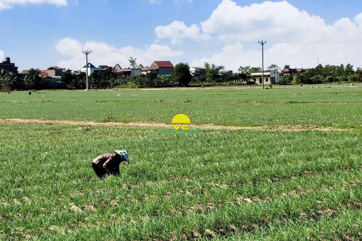 Đồng hành cùng đối tác: Nhà máy Vũ Công đảm bảo ổn định nguồn cung nông sản sấy