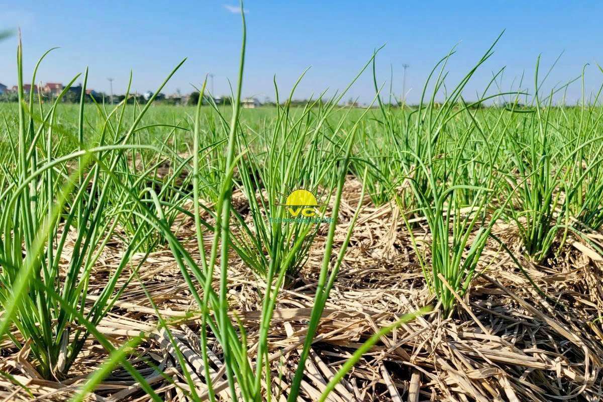 Quy trình sản xuất nông sản sấy khô tại nhà máy Vũ Công