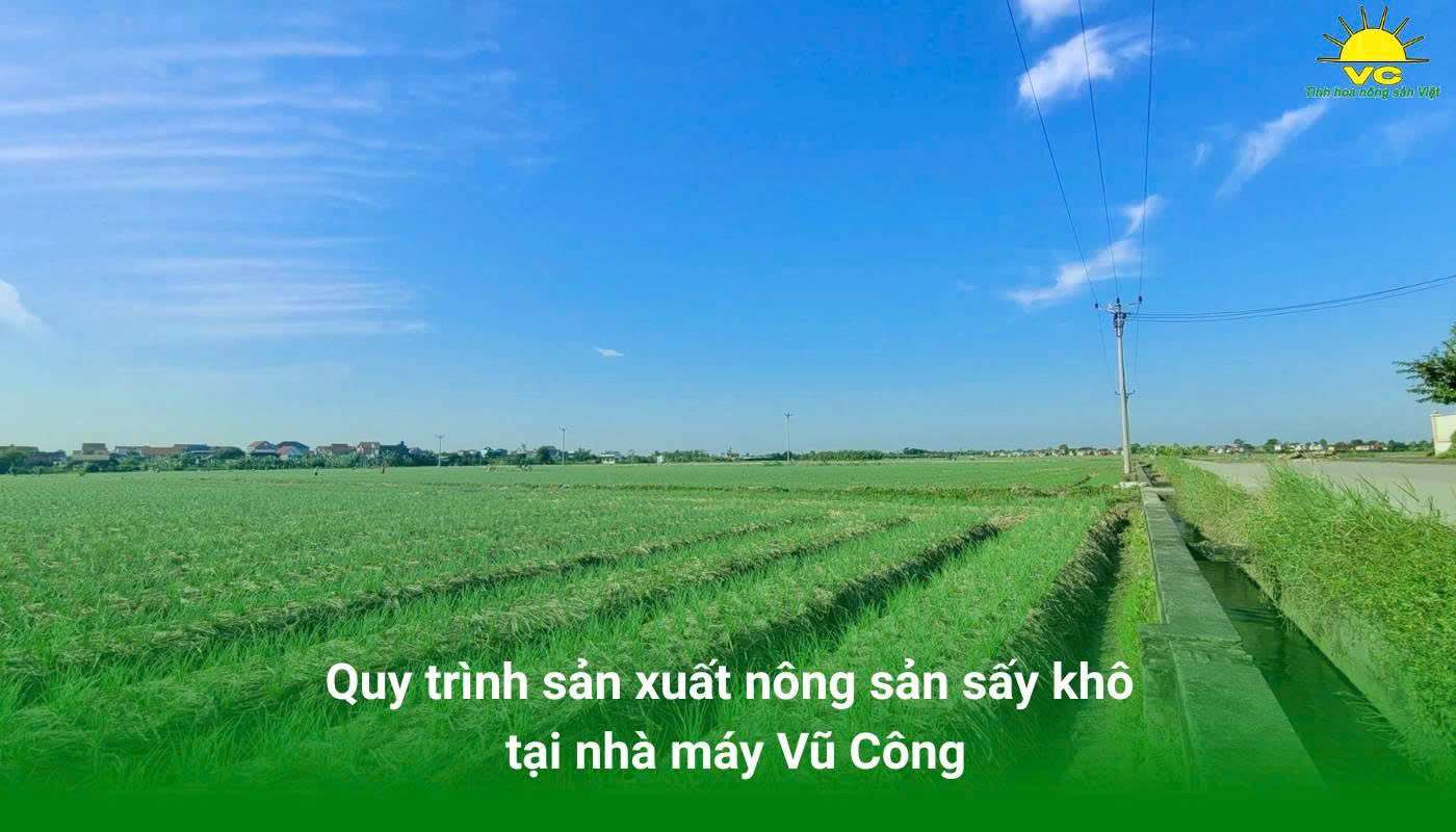 Quy trình sản xuất nông sản sấy khô tại nhà máy Vũ Công