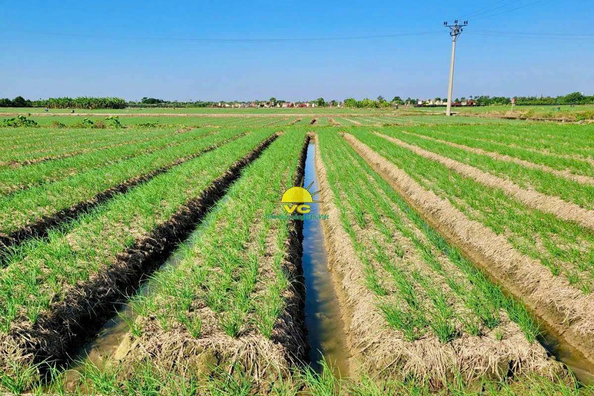 “Tinh hoa từ đất Việt” – Hành trình nhà máy Vũ Công gìn giữ hương vị truyền thống trong từng sản phẩm