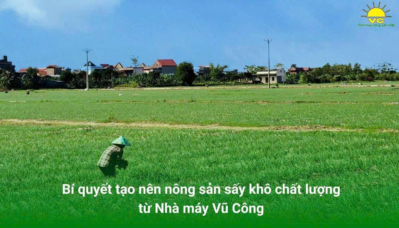 Bí quyết tạo nên nông sản sấy khô chất lượng từ Nhà máy Vũ Công