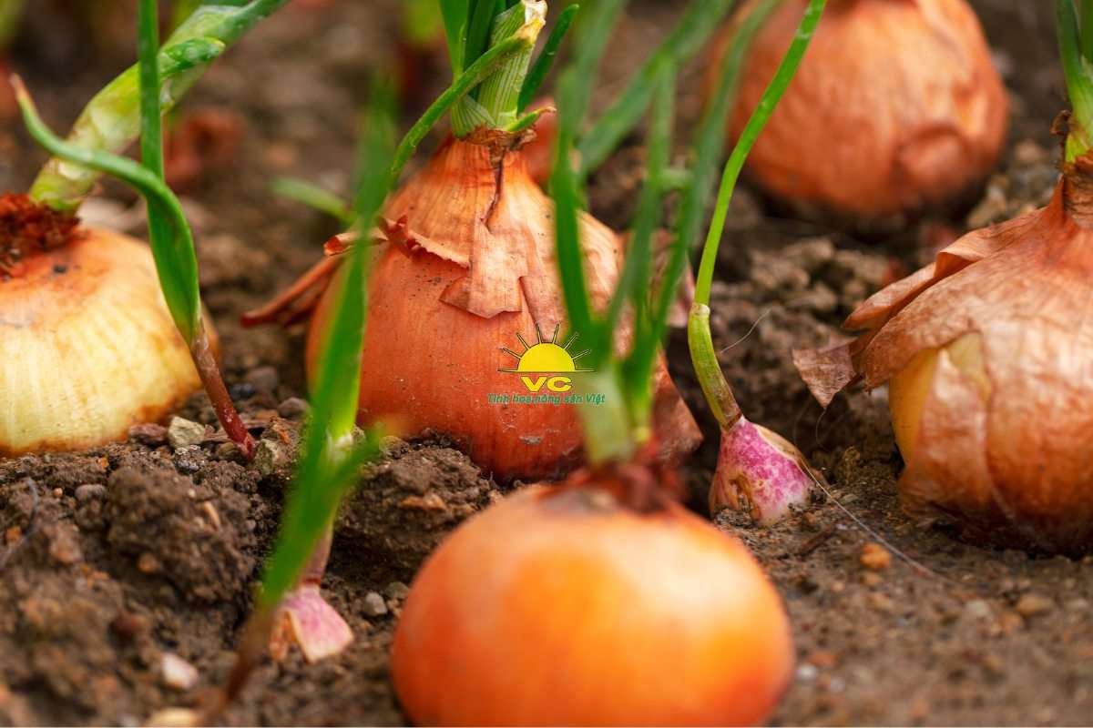 Cách nhà máy Vũ Công giúp nông dân ổn định thu nhập qua chuỗi cung ứng khép kín