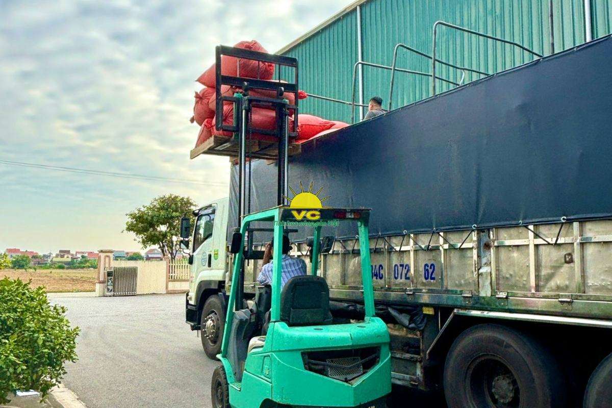 Cách nhà máy Vũ Công giúp nông dân ổn định thu nhập qua chuỗi cung ứng khép kín