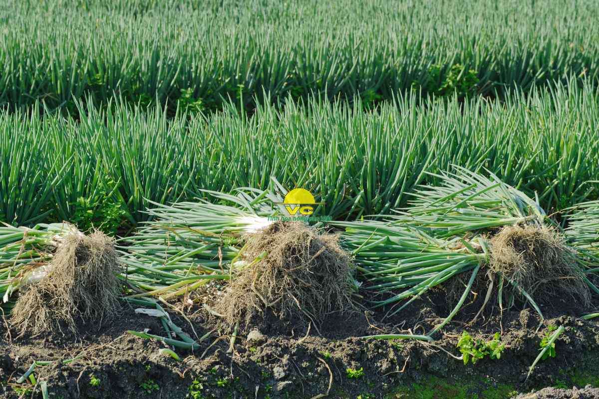 Hành lá sấy khô – Thức quà đến từ thiên nhiên