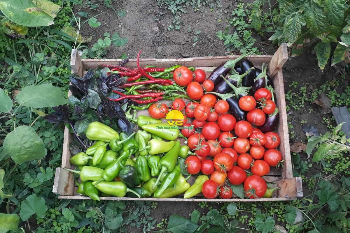 Nông dân không còn lo đầu ra: Sự khác biệt trong chính sách thu mua của Nhà máy Vũ Công