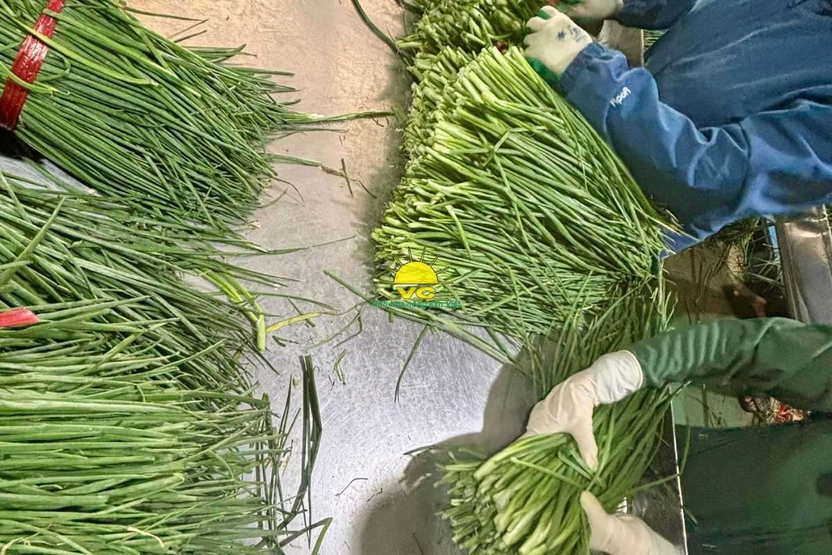 Nông dân không còn lo đầu ra: Sự khác biệt trong chính sách thu mua của Nhà máy Vũ Công