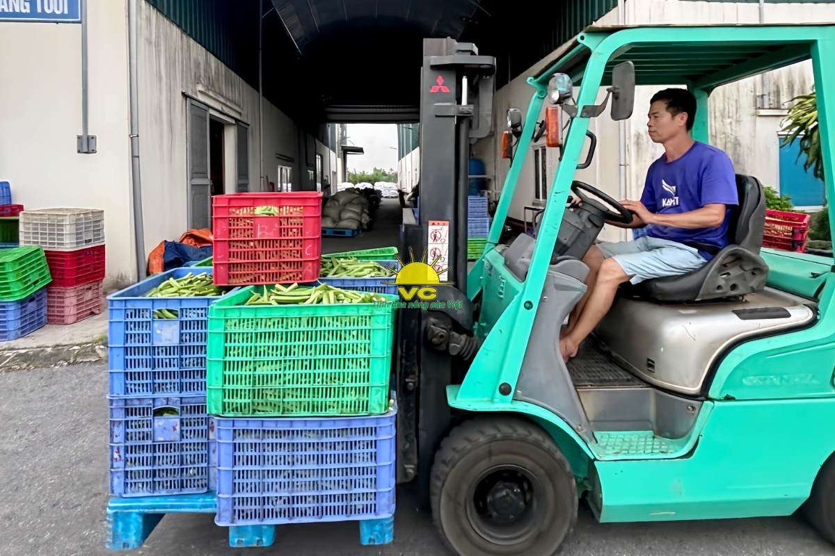 Nông dân không còn lo đầu ra: Sự khác biệt trong chính sách thu mua của Nhà máy Vũ Công
