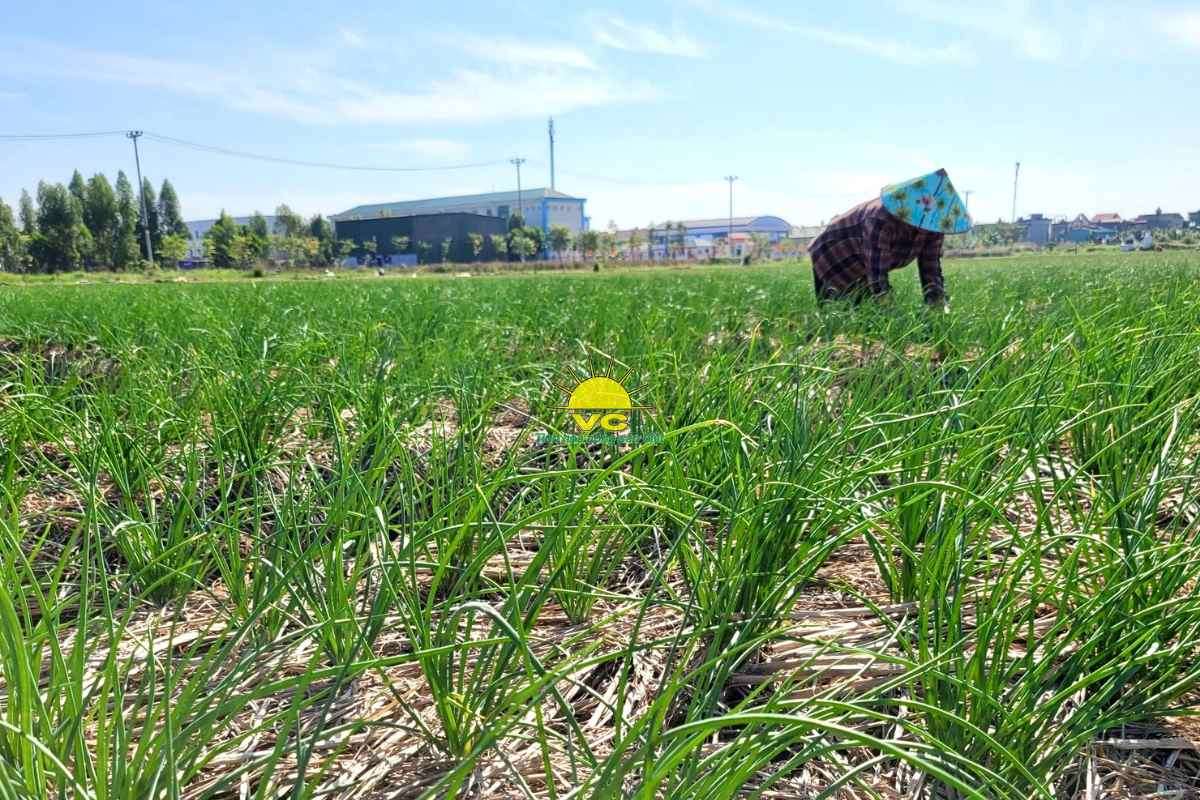 Nông dân không còn lo đầu ra: Sự khác biệt trong chính sách thu mua của Nhà máy Vũ Công