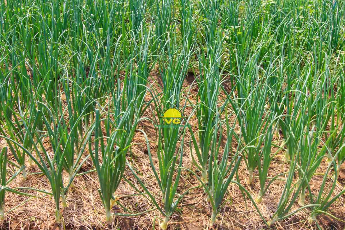 Giá trị thật từ sự đồng hành: Công ty Vũ Công hỗ trợ nông dân vượt qua biến động thị trường