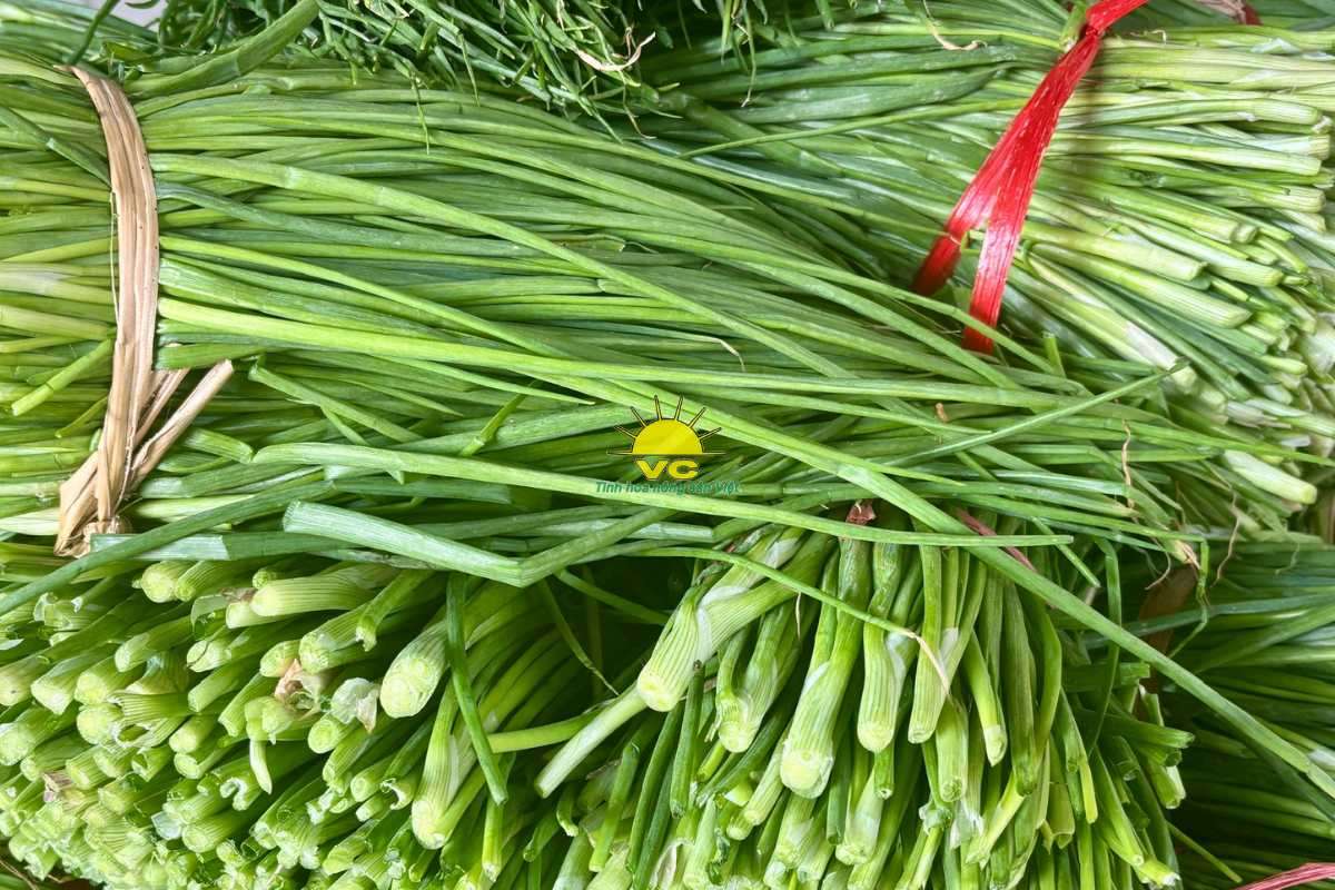 Giá trị thật từ sự đồng hành: Công ty Vũ Công hỗ trợ nông dân vượt qua biến động thị trường