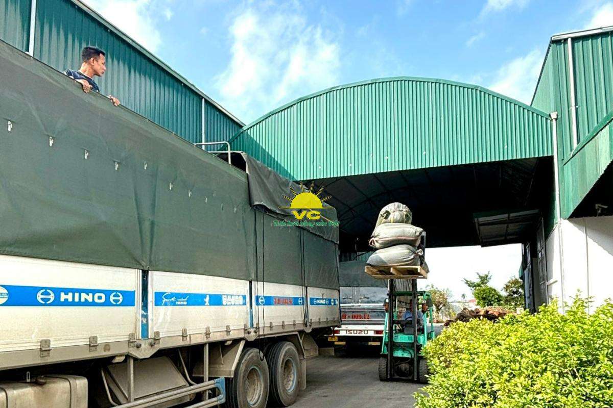 Giá trị thật từ sự đồng hành: Công ty Vũ Công hỗ trợ nông dân vượt qua biến động thị trường