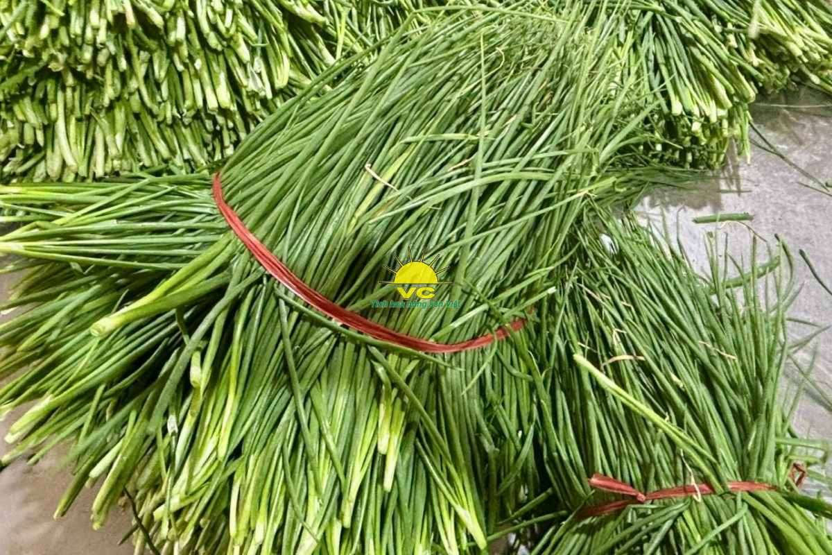 Giá trị thật từ sự đồng hành: Công ty Vũ Công hỗ trợ nông dân vượt qua biến động thị trường