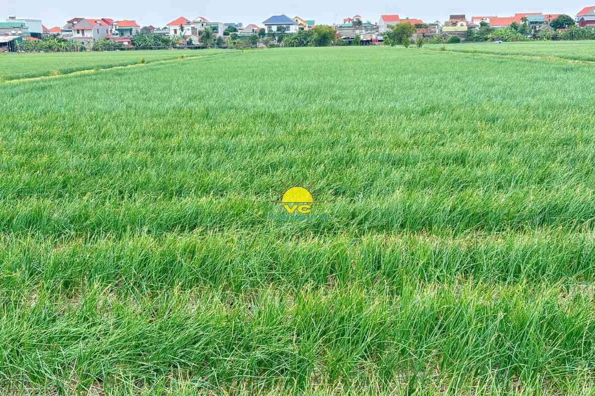 Công ty Vũ Công và mô hình liên kết 3 bên: Nông dân – Doanh nghiệp – Thị trường