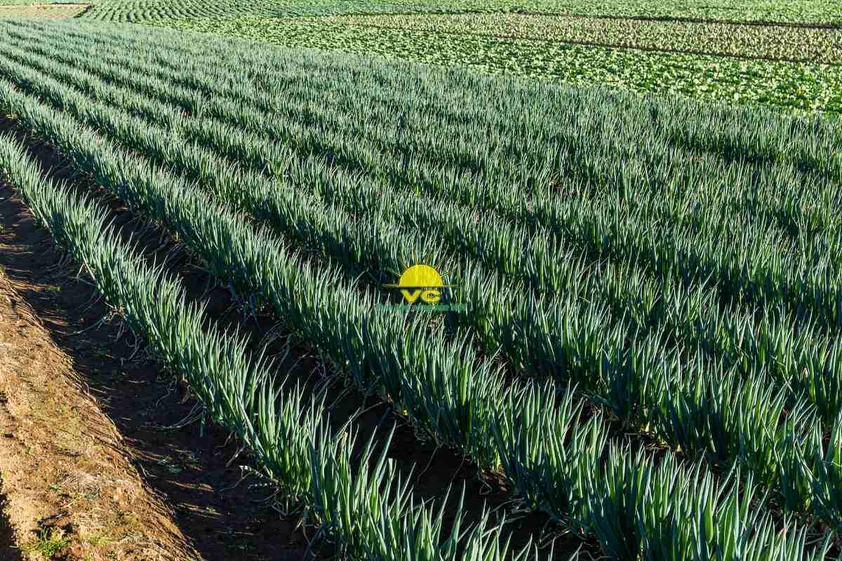 Công ty Vũ Công và một đơn hàng lớn: Lời cam kết về chất lượng và uy tín giữa hai doanh nghiệp