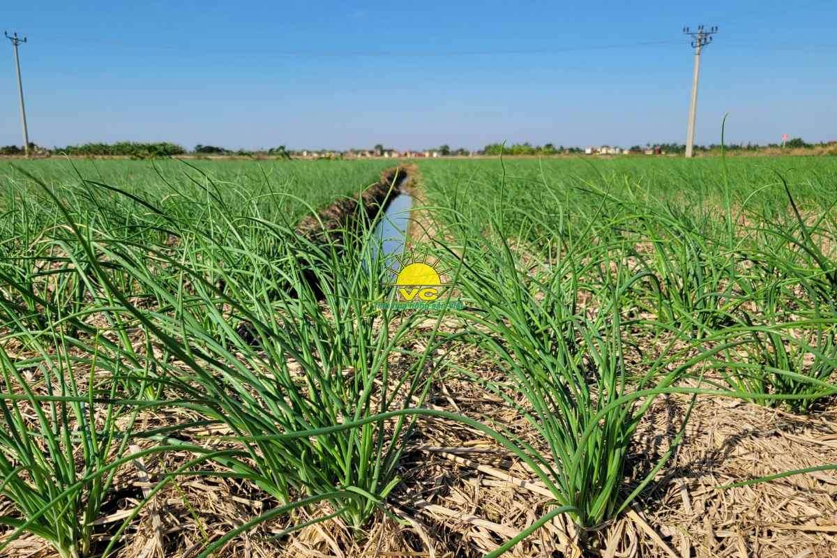 Đổi mới và chuyển đổi số trong sản xuất của nhà máy Vũ Công – Khi công nghệ gắn liền với thương hiệu