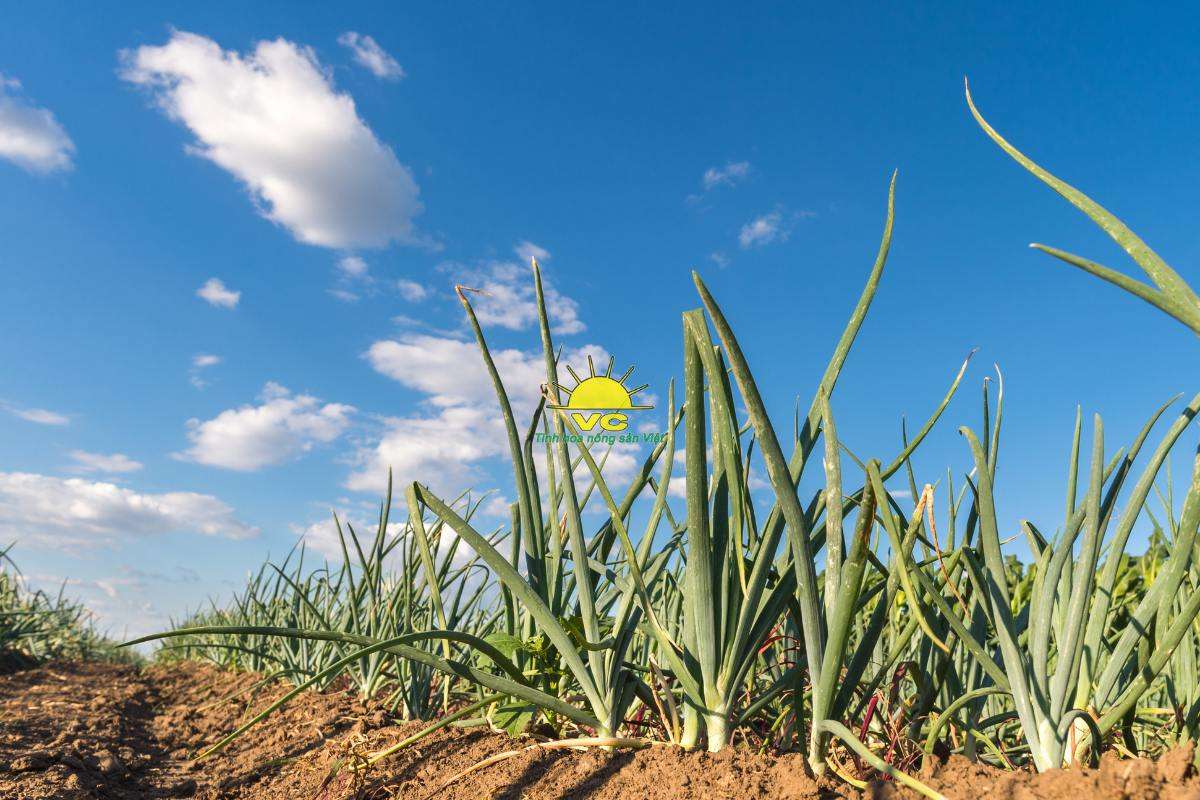 Nhà máy Vũ Công – Đằng sau mỗi mùa bão là câu chuyện về sự đồng hành thật sự giữa hai doanh nghiệp