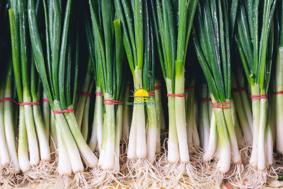 Hành lá sấy khô – Thức quà đến từ thiên nhiên