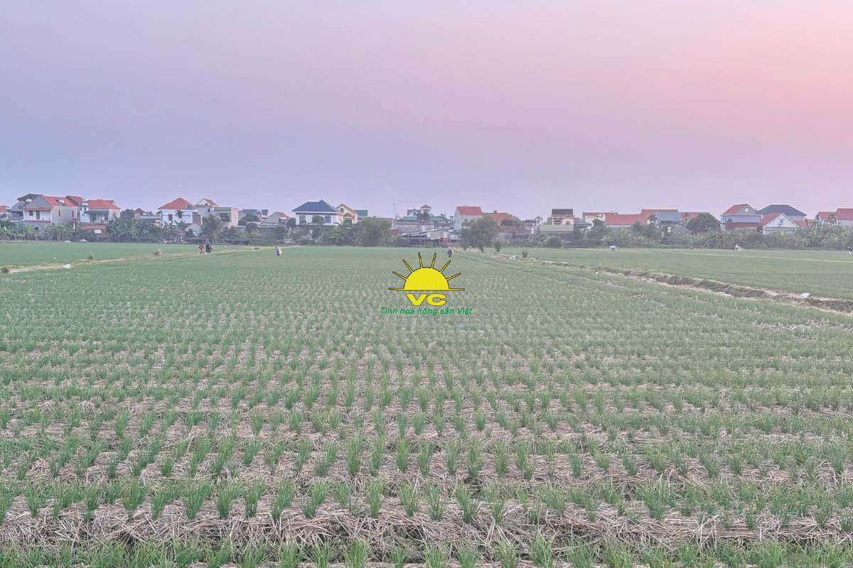 Thương hiệu Vũ Công – Hành trình nông sản Việt vươn tầm quốc tế