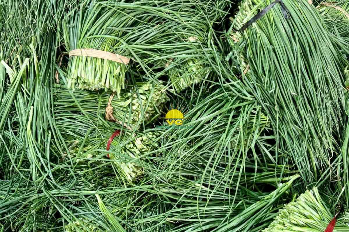 Tại sao nhà máy Vũ Công trở thành đối tác tin cậy của nông dân trong tiêu thụ sản phẩm?