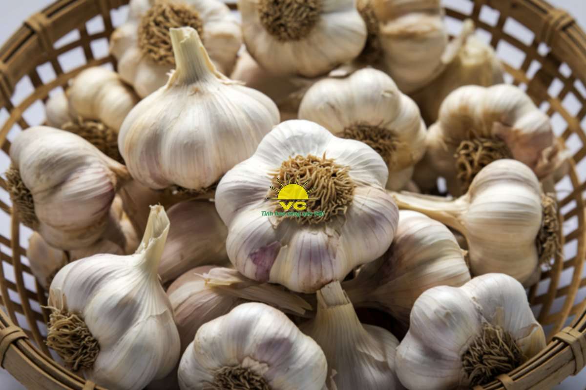 Tại sao nhà máy Vũ Công trở thành đối tác tin cậy của nông dân trong tiêu thụ sản phẩm?