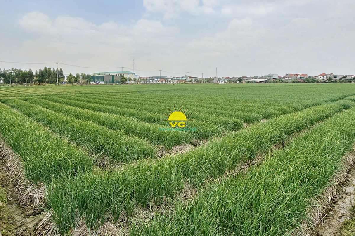 Tại sao nhà máy Vũ Công trở thành đối tác tin cậy của nông dân trong tiêu thụ sản phẩm?