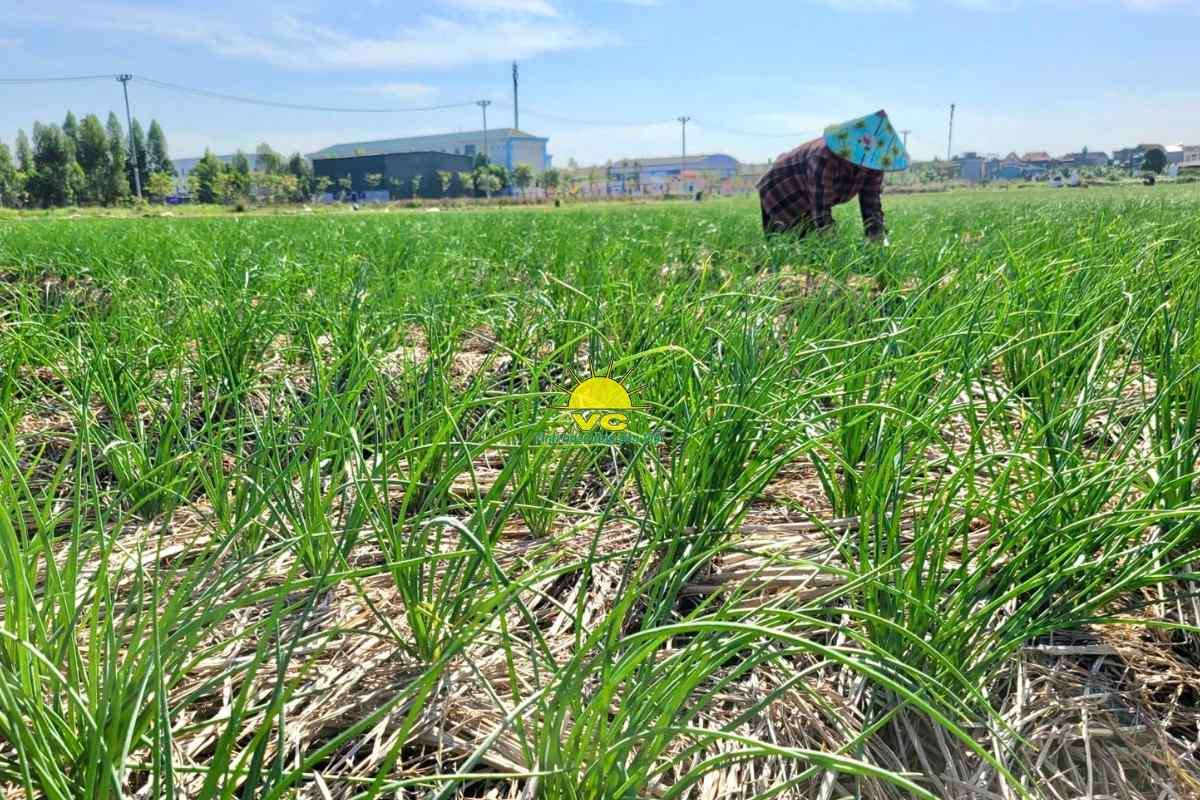 Tại sao nhà máy Vũ Công trở thành đối tác tin cậy của nông dân trong tiêu thụ sản phẩm?