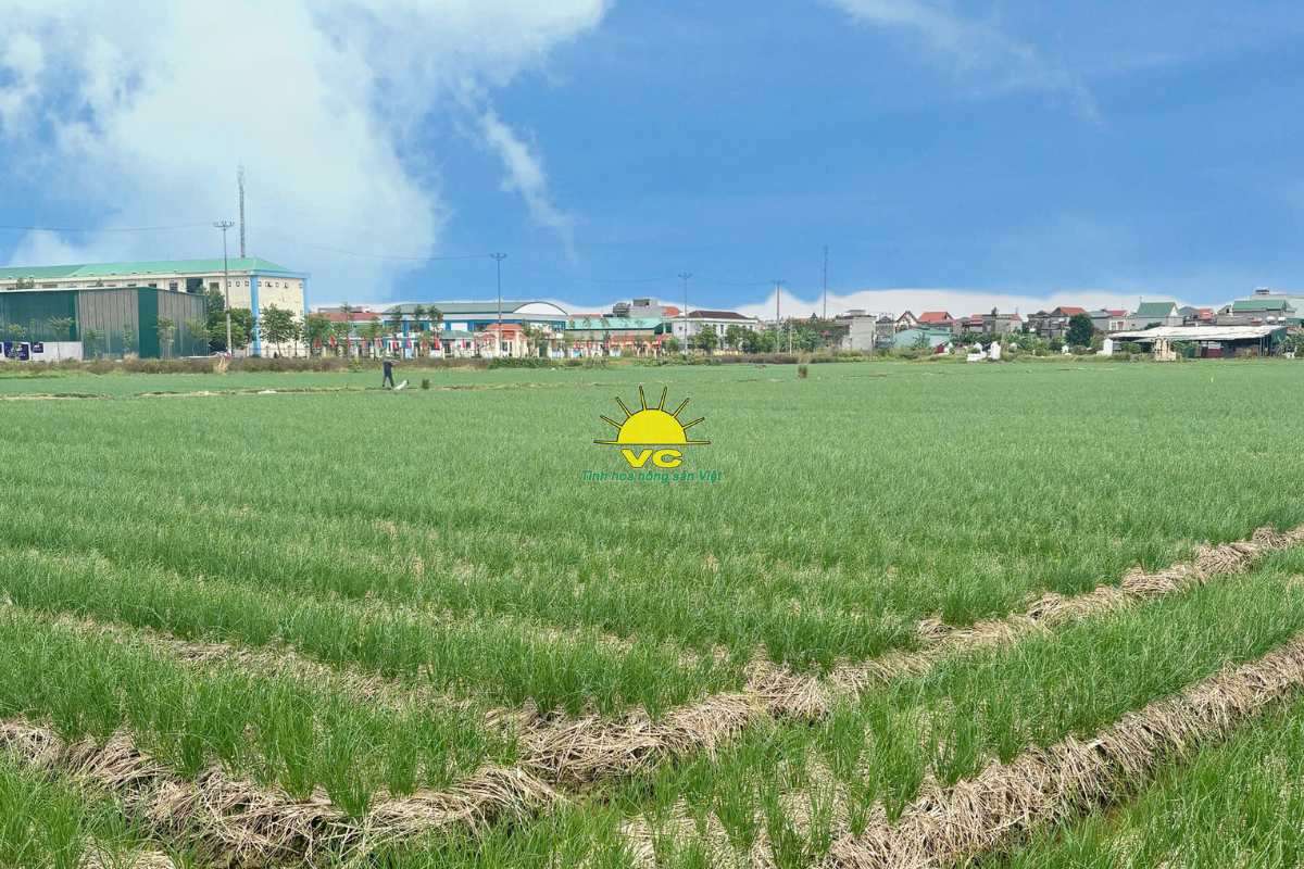 Vũ Công không chỉ sản xuất – Chúng tôi kể chuyện bằng nông sản đạt chuẩn xuất khẩu