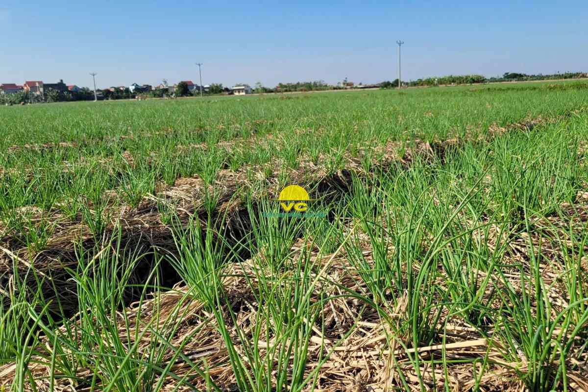 Nhà máy Vũ Công tiên phong trong sản xuất xanh và phát triển bền vững