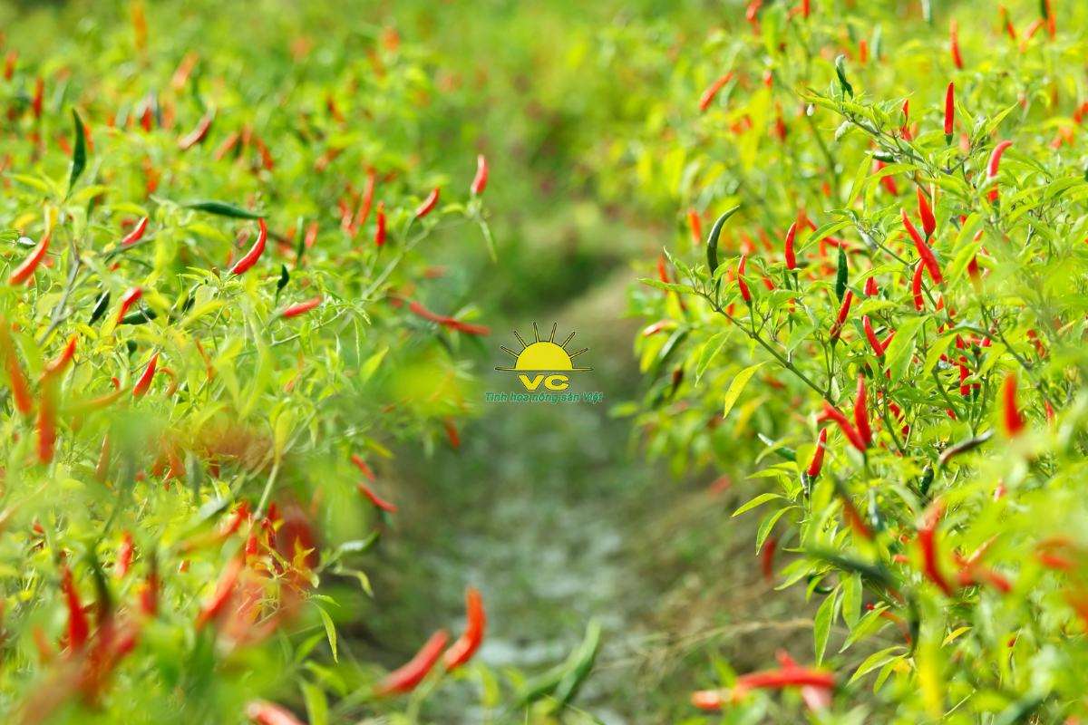 Giá tốt là lợi thế, nhưng sự ổn định mới là giá trị mà đối tác ở lại cùng công ty Vũ Công