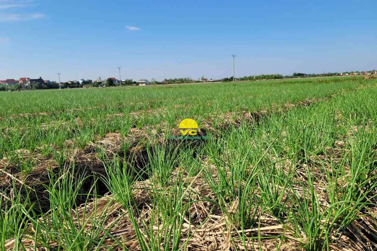 Tự hào nông sản Việt khẳng định vị thế của mình trên bản đồ xuất khẩu thế giới