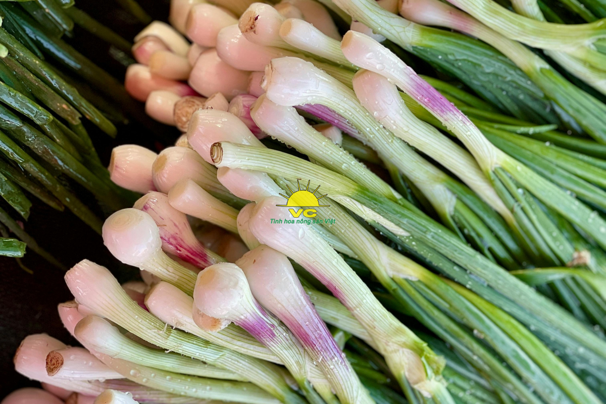 Nhà máy Vũ Công đồng hành cùng nông dân – Cùng nhau phát triển vùng nguyên liệu bền vững