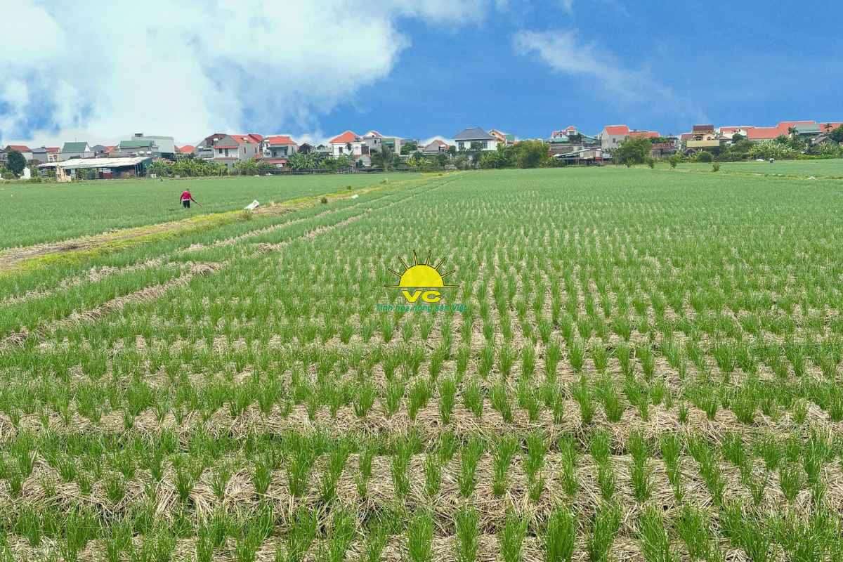 Nhà máy Vũ Công đồng hành cùng nông dân – Cùng nhau phát triển vùng nguyên liệu bền vững