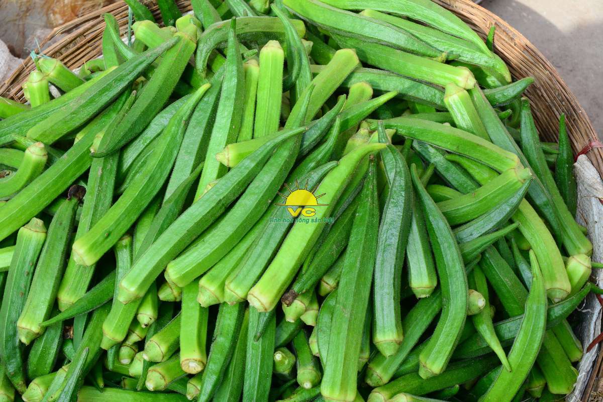 Nhà máy Vũ Công đồng hành cùng nông dân – Cùng nhau phát triển vùng nguyên liệu bền vững