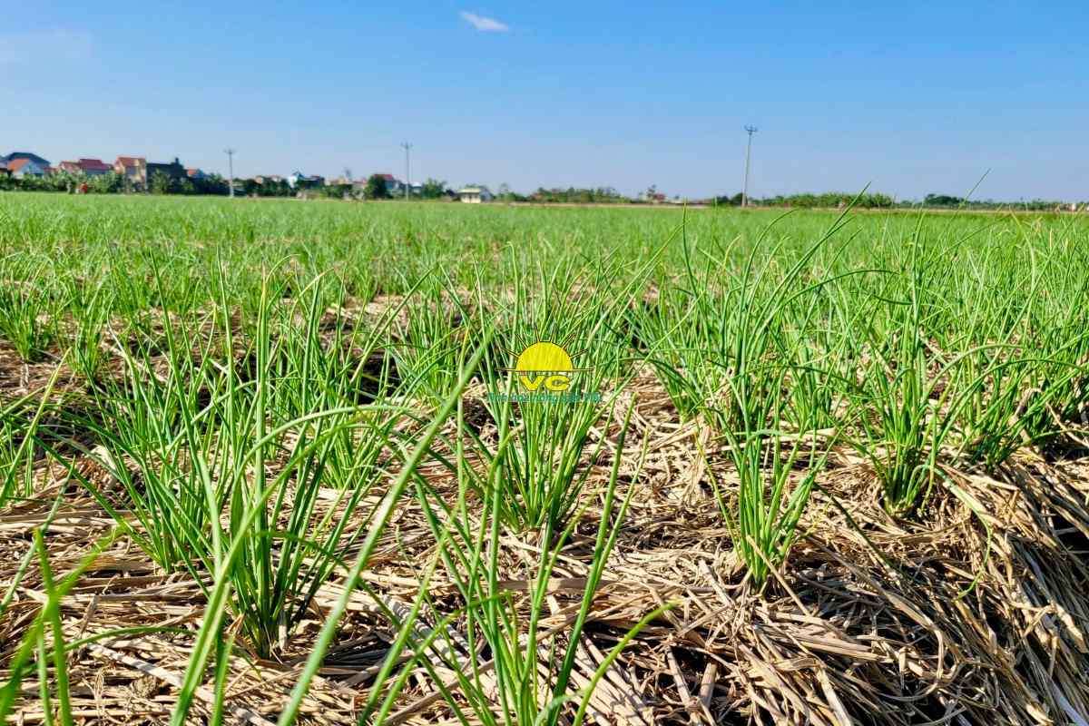 Hành trình bền vững của Vũ Công: Từ vùng nguyên liệu xanh đến sản phẩm sạch cho tương lai