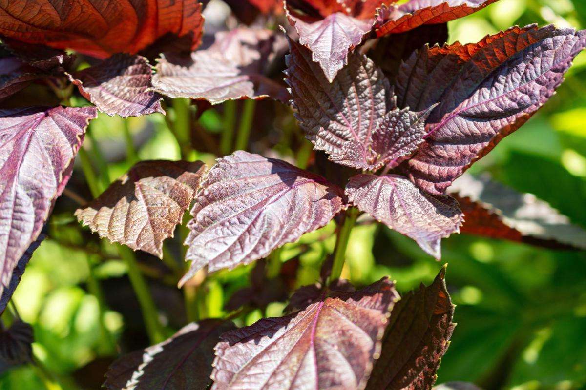 Top Gia Vị Việt Phổ Biến Nhất: Hiểu Đúng Để Nấu Món Việt Chuẩn Vị