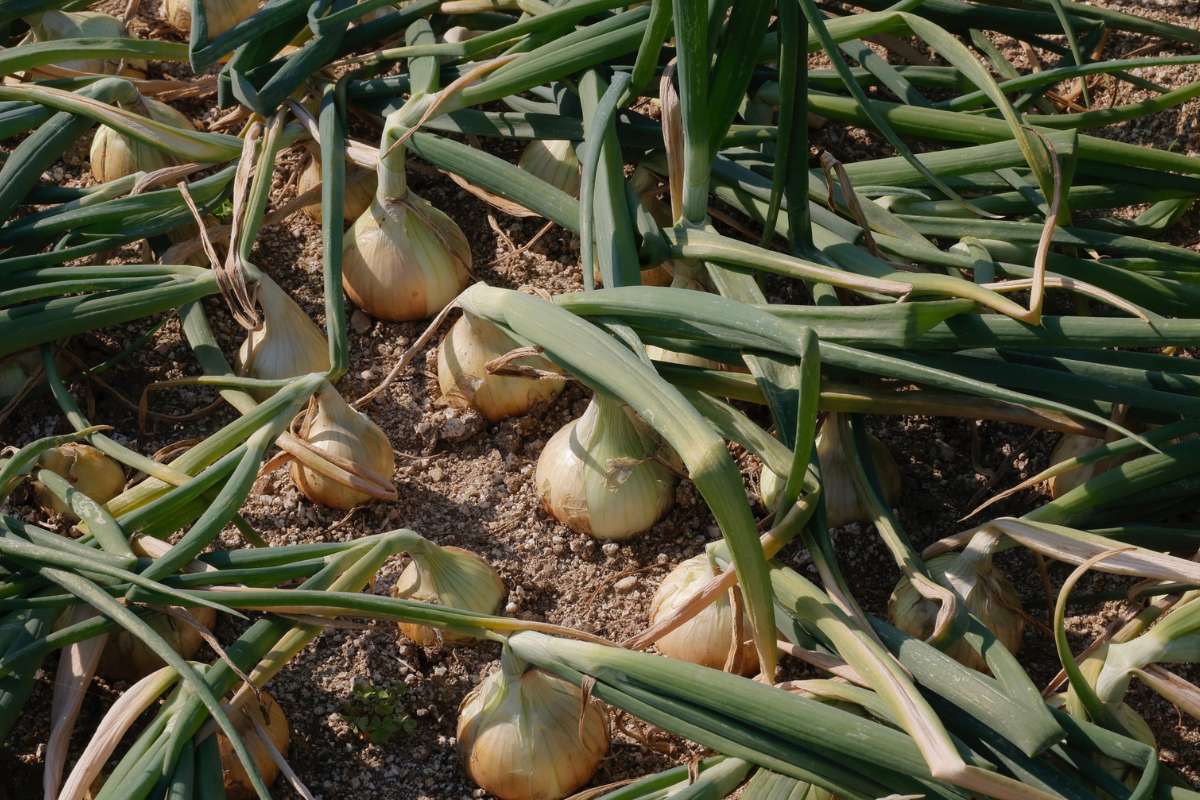 Hành Hải Dương Nổi Tiếng Vì Sao? Đặc Điểm, Mùa Vụ, Cách Nhận Biết Chuẩn