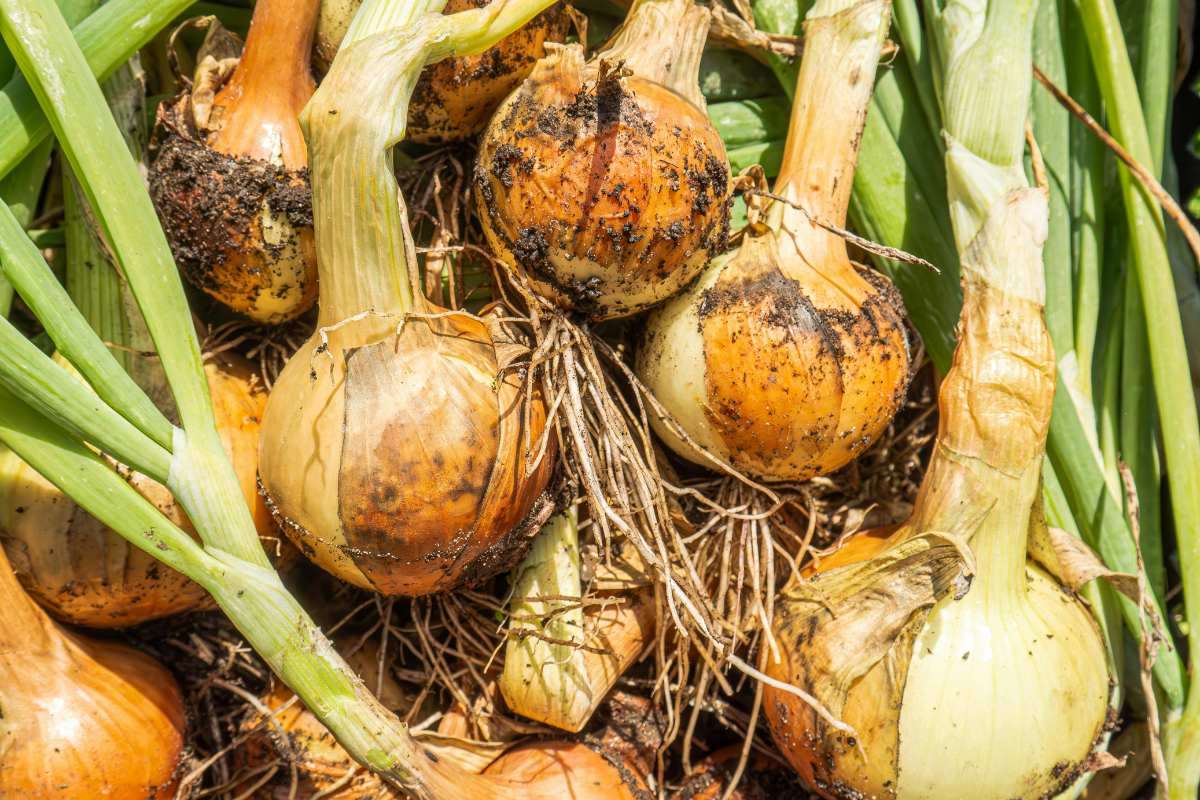 Hành Hải Dương Nổi Tiếng Vì Sao? Đặc Điểm, Mùa Vụ, Cách Nhận Biết Chuẩn