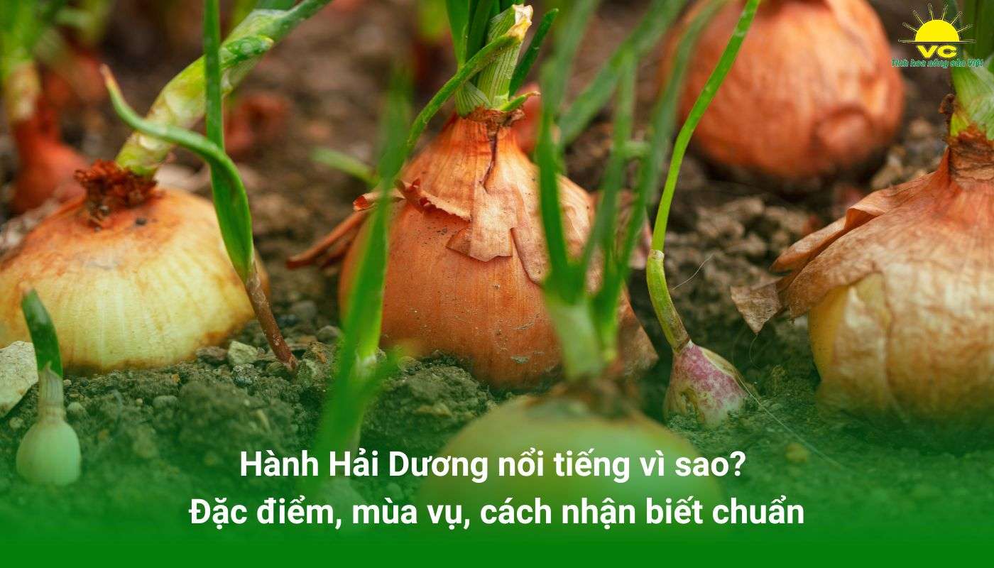 Hành Hải Dương Nổi Tiếng Vì Sao? Đặc Điểm, Mùa Vụ, Cách Nhận Biết Chuẩn