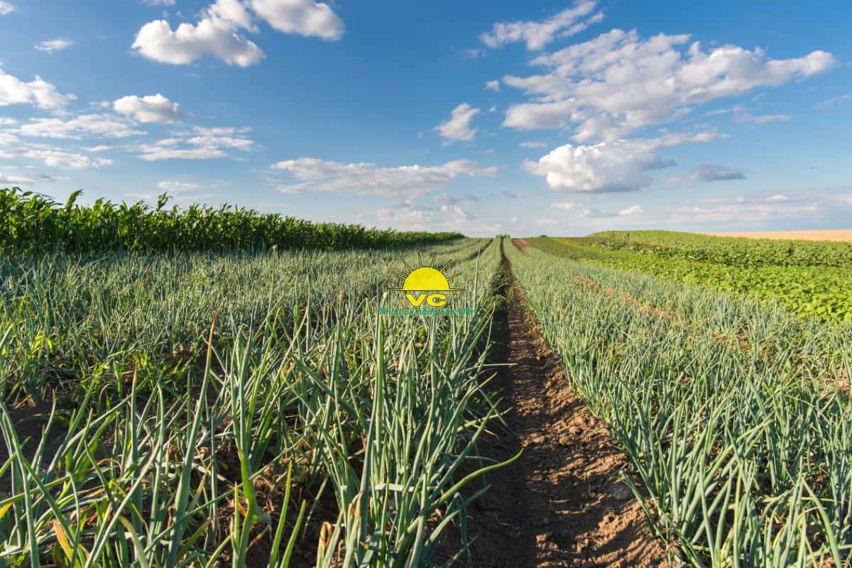 Nông sản chế biến Vũ Công vươn tầm quốc tế như thế nào?