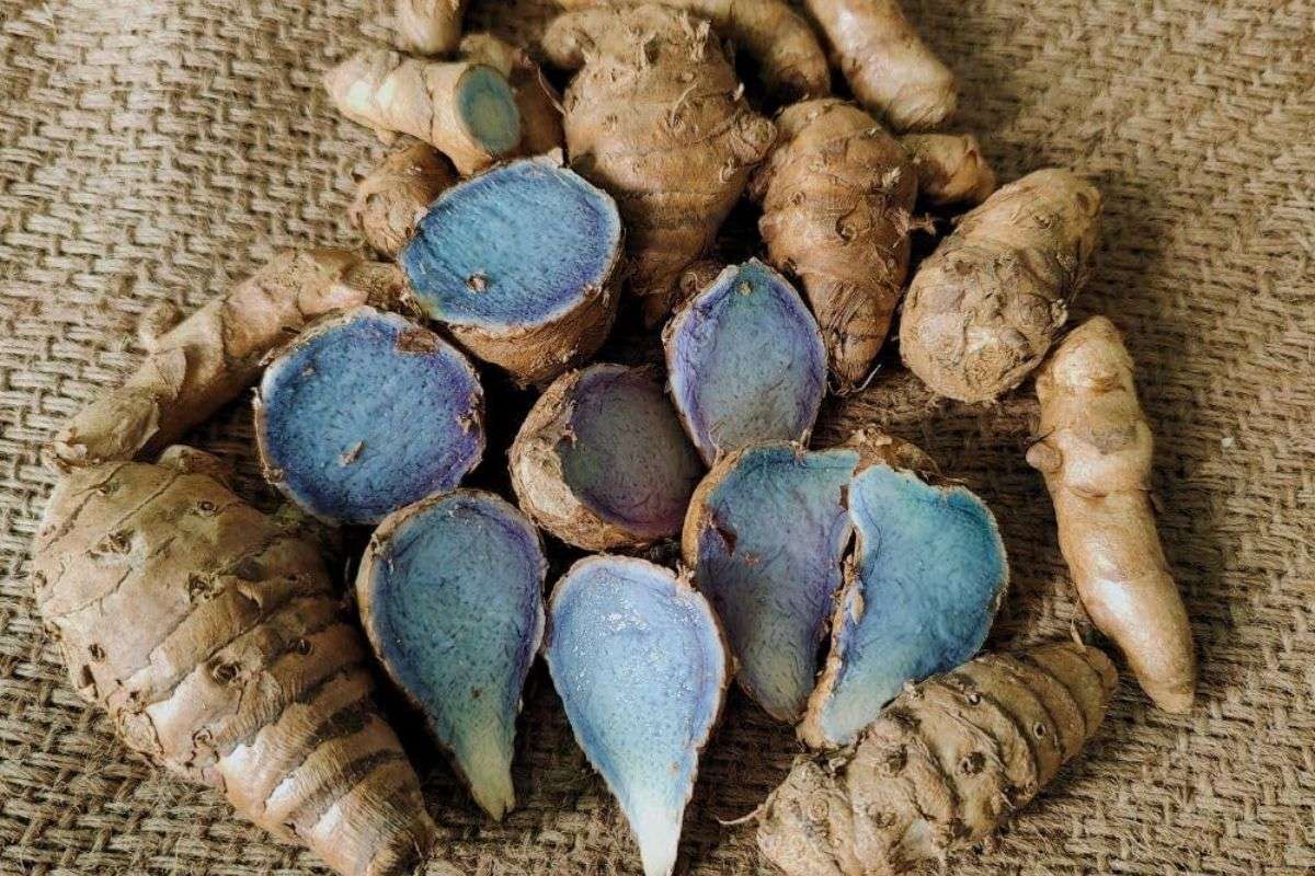 Nghệ Đen Có Tốt Không? Công Dụng Và Cách Dùng Đúng