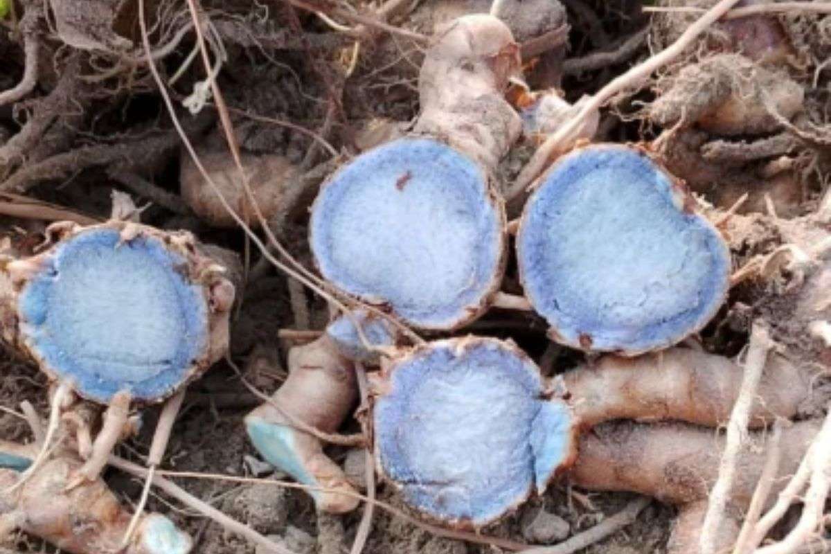 Nghệ Đen Có Tốt Không? Công Dụng Và Cách Dùng Đúng