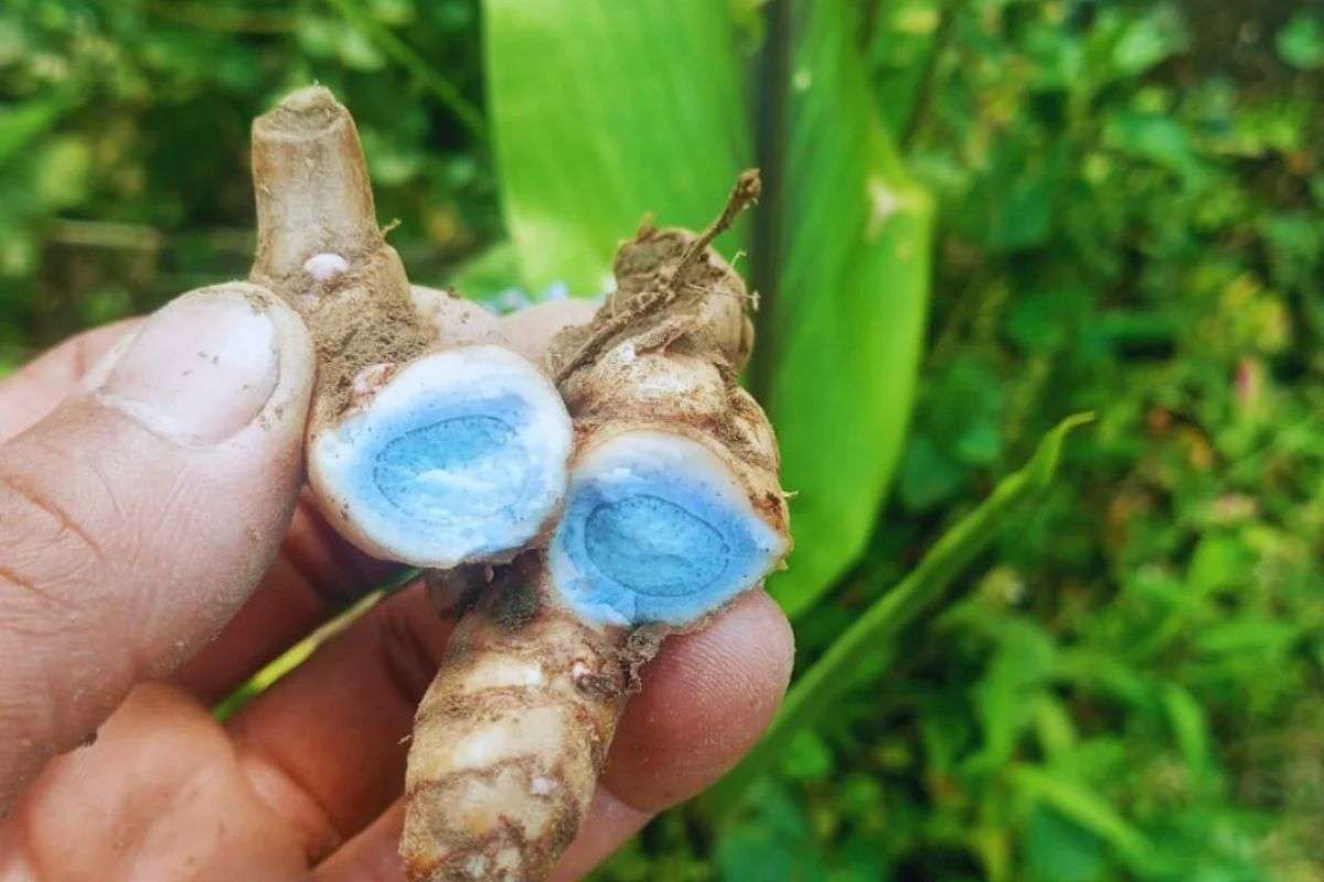 Nghệ Đen Có Tốt Không? Công Dụng Và Cách Dùng Đúng